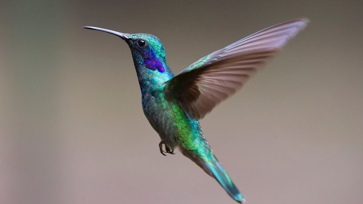 légende du colibri