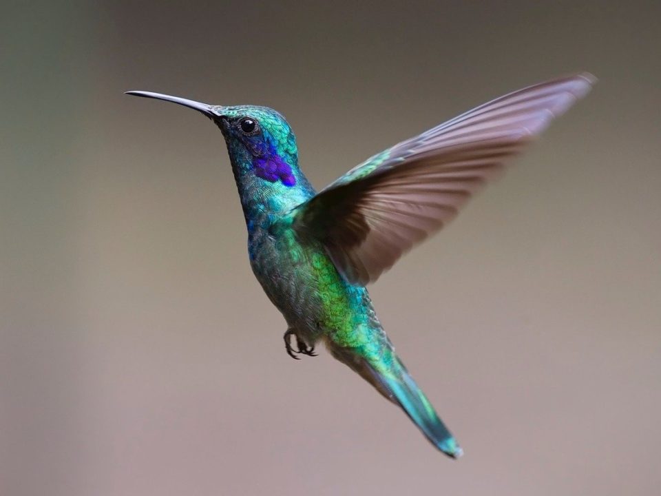 légende du colibri